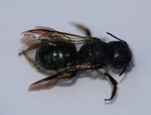 Osmia brevicornis